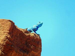 Jordanien | "blue lizard" in Petra vor blauem Himmel in Sprungstellung