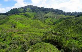 Malaysia | Panoramablick über sattgrüne bergige Teeplantagen in den Cameron Highlands, die zu unseren Tipps und Highlights gehören