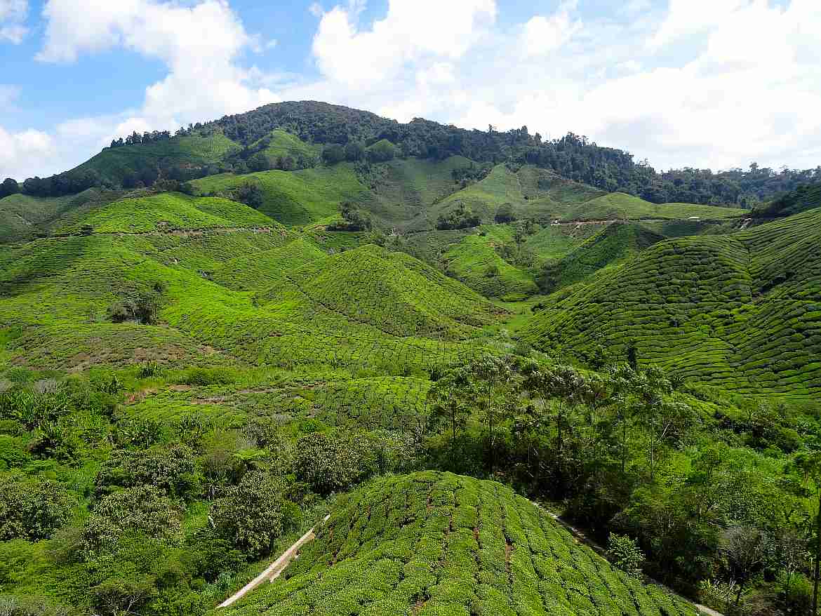 Malaysia | Panoramablick über sattgrüne bergige Teeplantagen in den Cameron Highlands, die zu unseren Tipps und Highlights gehören