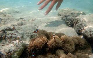Malaysia | Unterwasseraufnahme von Nemo Fischen in ihrem Schwamm und Karins Hand beim Schnorcheln auf Perhentian Besar
