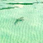 Malaysia | Riffhai, der seine Runden im Wasser dreht. Entdeckt beim Schnorcheln auf Perhentian Besar
