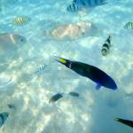 Malaysia | Unterwasseraufnahme der zahlreichen bunten Fische auf den Perhentian Islands