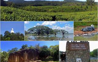 Sri Lanka |Eindrücke auf der Rundreise im Zentralland: Teeplantagen bei Haputale, Kandy, Tissa Wella und Yala Nationalpark. Tipps & interessante Orte sind in unserem Artikel