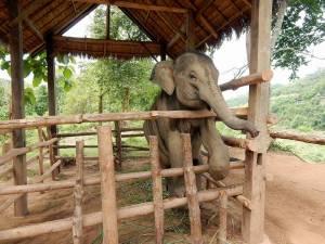 Laos | Das "Baby" der Elefanten, Maxi geboren am 23. Mai 2013 in Nahaufnahme in seinem Käfig