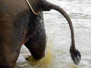 Laos | Auch ein Elefant hat Bedürfnisse. Elefant beim kacken in Nahaufnahme