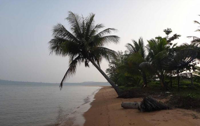 Kambodscha | Koh Thmei Eindrücke beim Strandspaziergang. Eine Palme ragt über den Strand bis zum Meer. Koh Thmei gehört zu unseren Tipps der Inseln