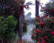 Nordinsel, The Redwoods Whakarewarewa Forest Memorial Walk gehört zu unseren Tipps, Sehenswürdigkeiten und Highlights in Rotorua. Pinke Blüten und sattgrünen Büschen vor dampfenden Schwefelquellen und Geysire
