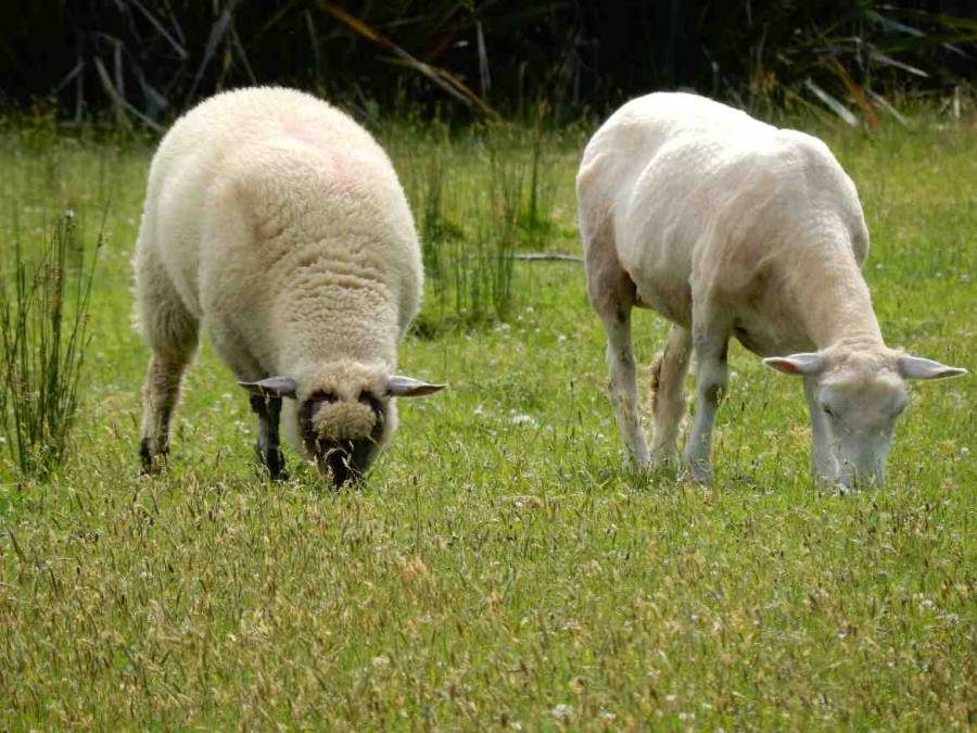 Neuseeland | "Geschoren" und "ungeschoren", trotzdem Schaf