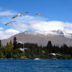Neuseeland | Südinsel, Lake Wakatipu in Queenstown mit schneebedeckten Bergen im Hintergrund uns fliegenden Möwen im Vordergrund. Tipps zu Sehenswürdigkeiten, interessante Orte & Highlights findest Du im Reisebericht