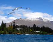 Neuseeland | Südinsel, Lake Wakatipu in Queenstown mit schneebedeckten Bergen im Hintergrund uns fliegenden Möwen im Vordergrund. Tipps zu Sehenswürdigkeiten, interessante Orte & Highlights findest Du im Reisebericht