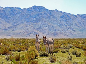 Argentinien | Esel in der Provinz Salta. Zwei Esel stehen mit Blick in die Kamera vor Bergen inmitten einer Graslandschaft