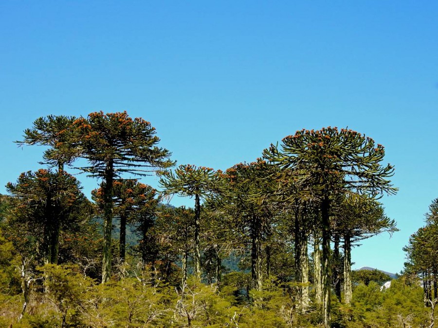 Chile | Temuco, Araukarien im Conguillio National Park