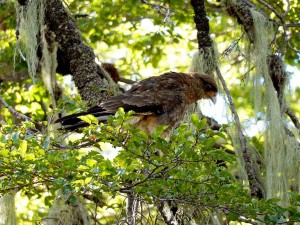 Chile | Temuco, Raubvogel im Conguillio National Park