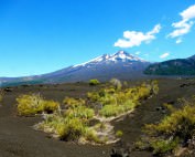 Chile | Temuco, Blick auf den Vulkan Llaima im Conguillio National Park bei blauem Himmel mit schwarzem Vulkansand und ein paar grünen Gräsern im Vordergrund