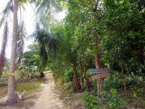 Thailand | Dschungel am nördlichen Ende der Büffelbucht auf Ko Phayam