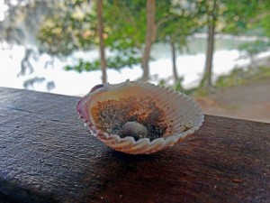 Thailand | Muscheln von Ko Phayam. Eine große Muschel mit einer kleineren im Inneren