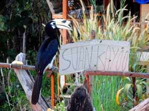 Thailand | Nashornvogel auf Ko Phayam- Ein schwarzer Vogel mit langem gelben Schnabel auf einer Stange sitzend, ein Pappkarton mit der Aufschrift Suankahoo zeigt seine Gattung