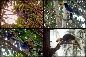 Thailand | Besonders im nördlichen Ende der Büffelbucht zu finden: Nashornvögel auf Ko Phayam. Verschiedene Eindrücke der Vögel