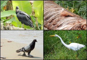 Brasilien | Ilha Grande, Es gibt zahlreiche Vogelarten wie den Silberreiher unten rechts. Unser Favorit allerdings die Hippietaube, die schlaghosenähnliche Feder an den Füßen hat