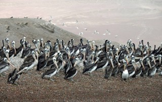 Paracas Nationalpark | Islas Ballestas Tour, Zahlreich und schön, die Pelikane von Paracas