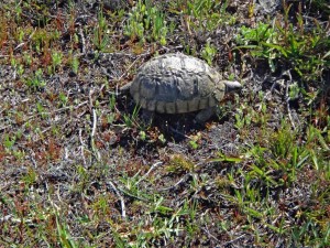 Südafrika | Kapstadt, Kap-Halbinsel, Schildkröte im Cape Point National Park