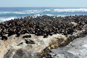 Südafrika | Kapstadt, Kap-Halbinsel, Hout Bay, Seehunde von Seal Island | Duiker Island