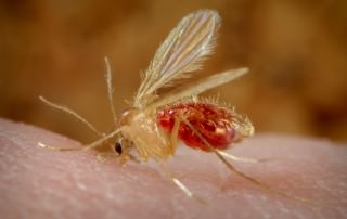 Sandmücken | Sandmücke mit rötlich vollgesogenem Körper voller Blut