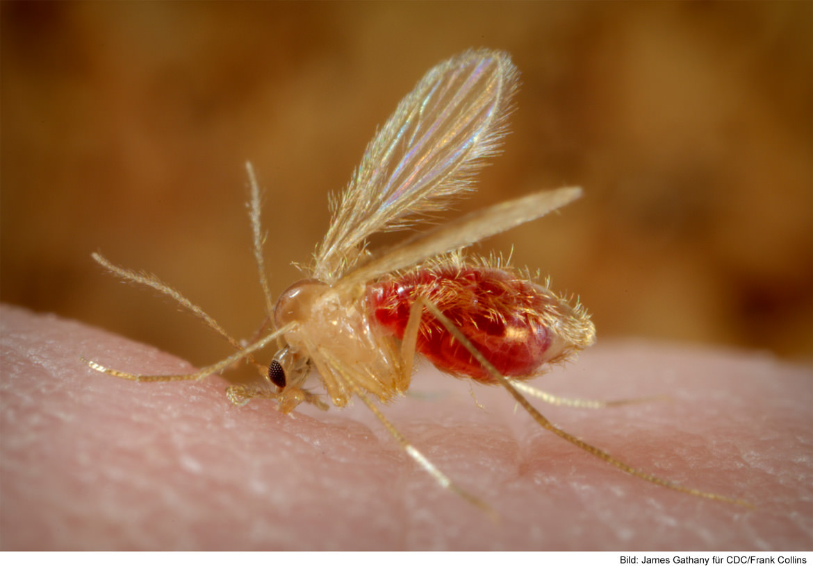 Sandmücken | Sandmücke mit rötlich vollgesogenem Körper voller Blut