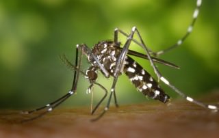 Dengue, Malaria, Zika & Co., Mückenschutz gegen die Tigermücke