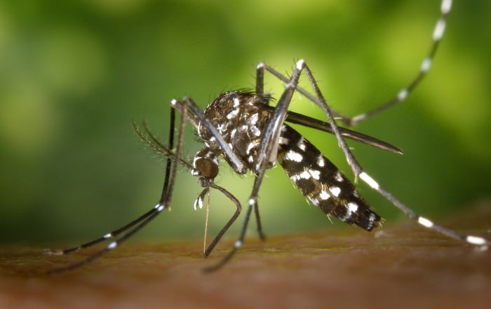 Dengue, Malaria, Zika & Co., Mückenschutz gegen die Tigermücke