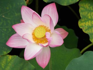 Tipps: Im August blüht der Lotus am Westsee in Hangzhou. Rosafarbene Blüte mit gelben Stempel und grünen Blättern