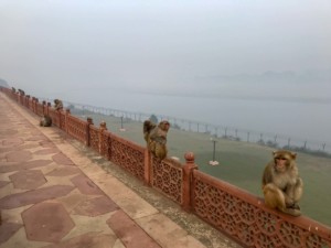 Affen im Taj Mahal in Agra