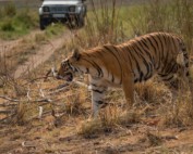 Ranthambore und Sariska sind beliebte Nationalparks für eine Tiger-Safari in Indien.