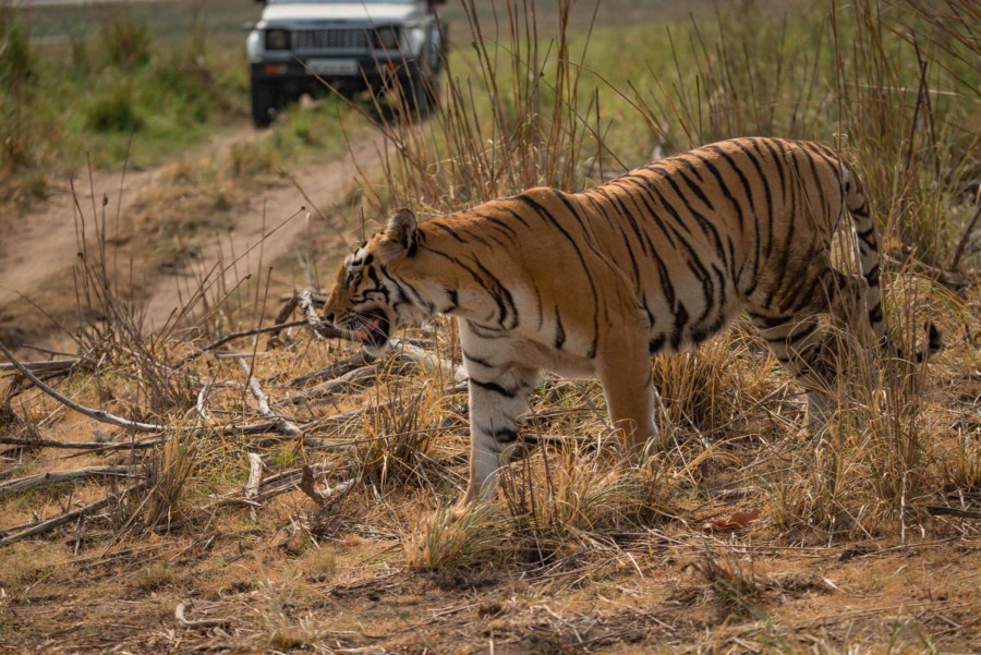 Ranthambore und Sariska sind beliebte Nationalparks für eine Tiger-Safari in Indien.
