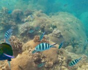 Sehenswürdigkeiten, Strände, Schnorcheln & Tipps: Bunte Fische und Korallen von Koh Tao