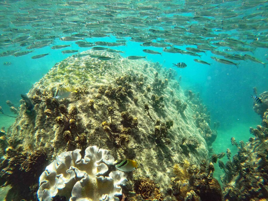 Sehenswürdigkeiten unter Wasser: Schnorcheln auf Koh Tao, Sardinen und bunte Fische