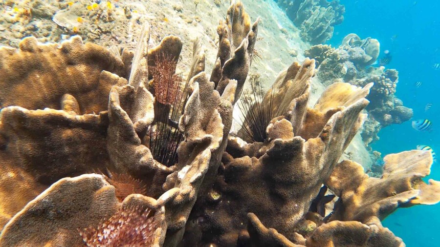 Sehenswürdigkeiten, Strände, Schnorcheln & Tipps: Rund um Koh Tao befindet sich ein Korallenriff