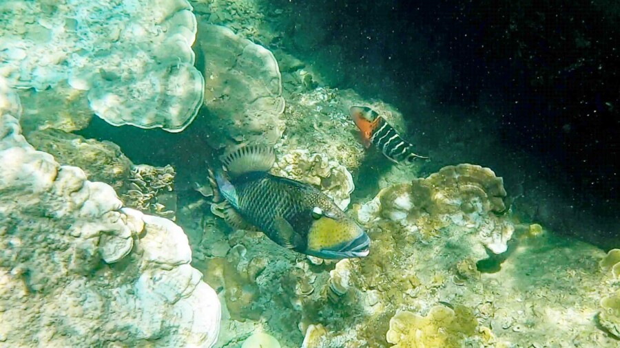 Riesen Drueckerfisch bzw. Titan Trigger Fish in Koh Tao, absolute Sehenswürdigkeit beim Schnorcheln
