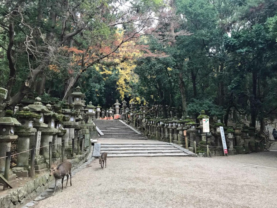 Top Ziele in Japan, Highlights, interessante Orte & Sehenswürdigkeiten: Rehe beim Spaziergang durch den Nara Park